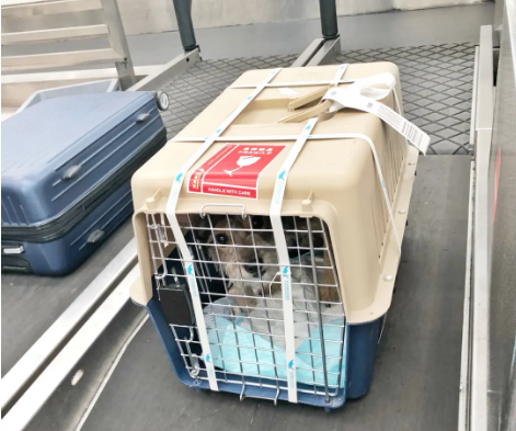 宜昌宠物托运 宠物托运公司 机场宠物托运 宠物空运